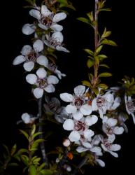 Image: P.B. Heenan © Landcare Research 2015 